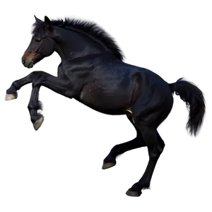 Playful Black Foal Horse Png 06262024 PNG Image