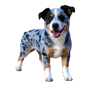 Playful Blue Heeler Png Xdt PNG Image