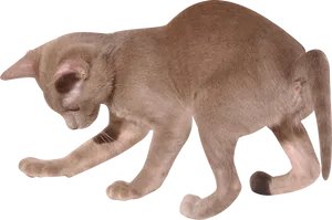 Playful Brown Kitten Pouncing PNG Image