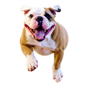 Playful Bulldogs In Action Png 9 PNG Image