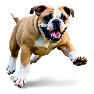 Playful Bulldogs In Action Png Efr72 PNG Image