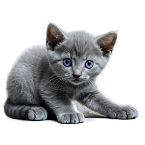 Playful Grey Kitten Png 06252024 PNG Image