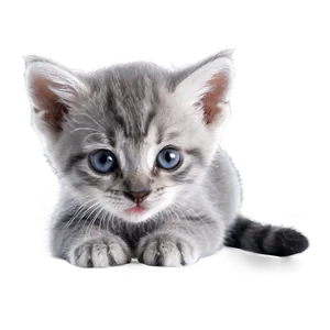 Playful Grey Kitten Png Xfn58 PNG Image