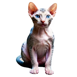 Playful Hairless Cat Png Ugr PNG Image