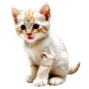 Playful Kitten Image Png Tug PNG Image