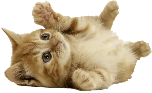 Playful Kitten Lying Back.png PNG Image