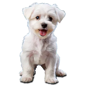 Playful Maltese Pup Png 45 PNG Image