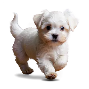 Playful Maltese Pup Png Rvv PNG Image