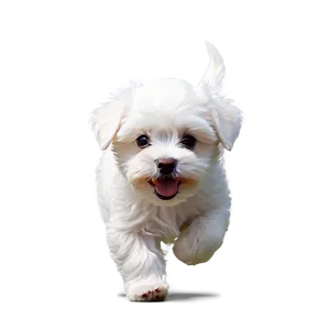 Playful Maltese Pup Png Wvg56 PNG Image