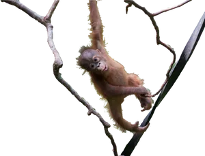 Playful Orangutan Branch Hang PNG Image