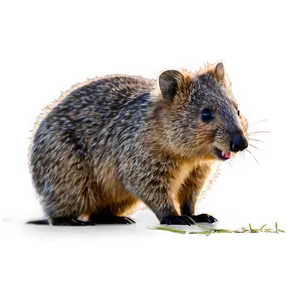 Playful Quokka Pose Png 06242024 PNG Image