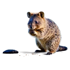 Playful Quokka Pose Png 16 PNG Image