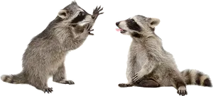 Playful Raccoons Interaction PNG Image