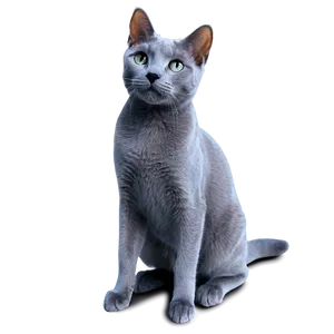 Playful Russian Blue Cat Png 06272024 PNG Image