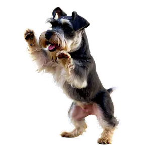 Playful Schnauzer Png 06262024 PNG Image