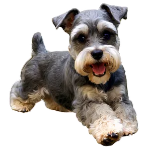 Playful Schnauzer Png Ftu99 PNG Image