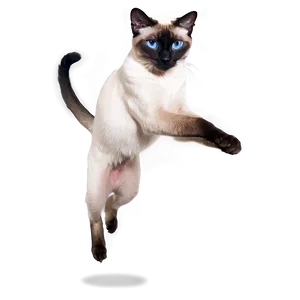 Playful Siamese Cat Jumping Png 5 PNG Image