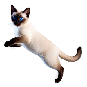 Playful Siamese Cat Jumping Png Ffj79 PNG Image