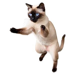 Playful Siamese Cat Jumping Png Ltt PNG Image