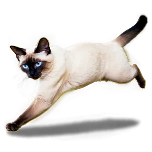 Playful Siamese Cat Jumping Png Nwp PNG Image