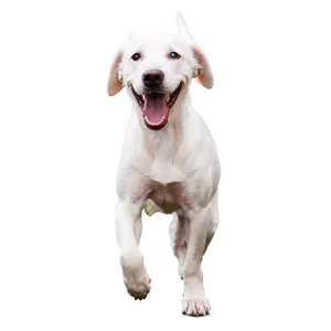 Playful White Dog Png Rqa56 PNG Image