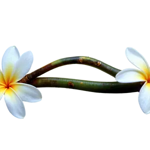 Plumeria Branch Png Bdn PNG Image