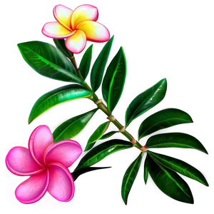 Plumeria Clipart Png Mxt6 PNG Image