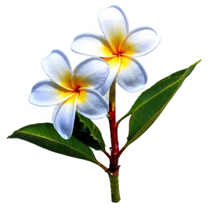 Plumeria Frangipani Png 06272024 PNG Image