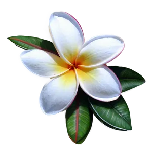 Plumeria Illustration Png 17 PNG Image