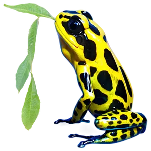 Poison Dart Frog Png 06212024 PNG Image