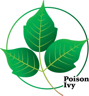 Poison Ivy Leaf Graphic PNG Image