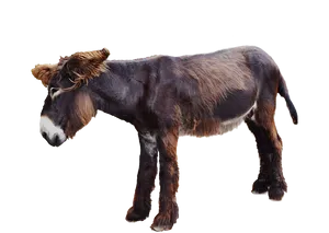 Poitou Donkey Standing Profile PNG Image