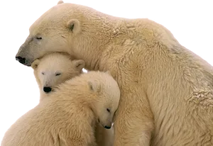 Polar Bear Family Embrace PNG Image