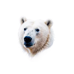 Polar Bear Head Logo Png 90 PNG Image