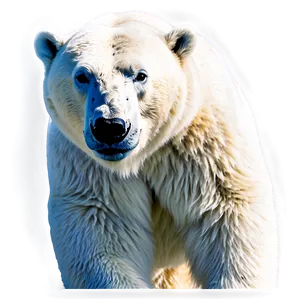 Polar Bear Illustration Png 05062024 PNG Image