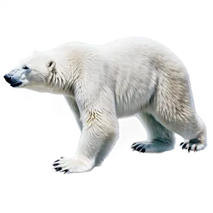 Polar Bear Illustration Png 64 PNG Image