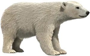 Polar Bear Profile PNG Image