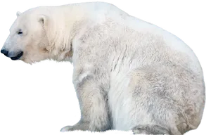 Polar Bear Profile Isolated PNG Image