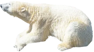 Polar Bear Profile View PNG Image