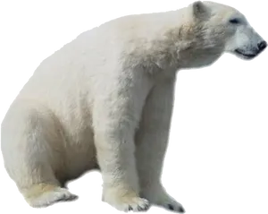 Polar Bear Side View PNG Image