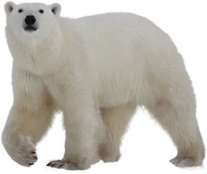 Polar Bear Standing Transparent Background.png PNG Image