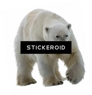 Polar Bear Walking Transparent Background.png PNG Image