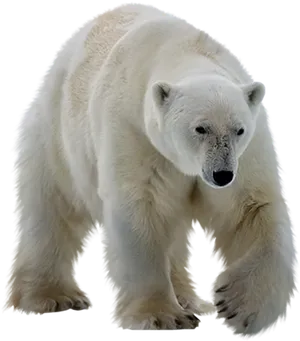 Polar Bear Walking Transparent Background PNG Image