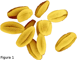 Pollen Grains Illustration PNG Image