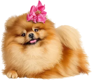 Pomeranian Puppy With Pink Bow PNG Image