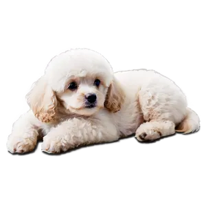 Poodle Puppy Icon Png Mdb11 PNG Image