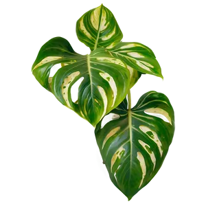 Pothos Plant Health Benefits Png Bug38 PNG Image