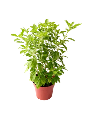 Potted Basil Plant.png PNG Image