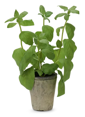 Potted Basil Plant PNG Image