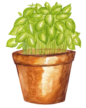 Potted Basil Watercolor Illustration PNG Image